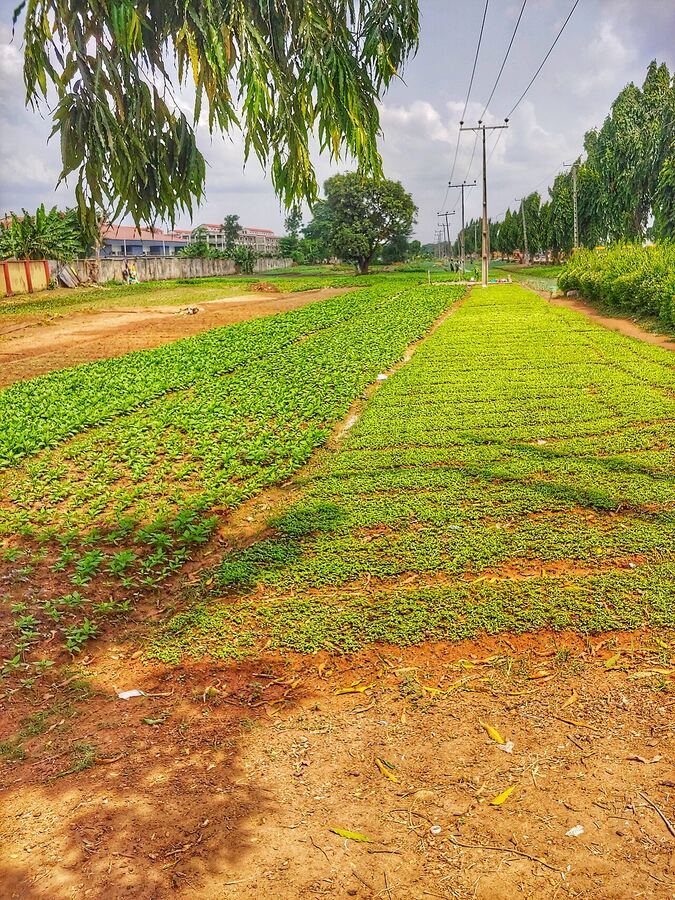 Epe Farmland — 2 Hectares